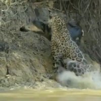 قدرت پلنگ در بیرون آوردن تمساح از آب