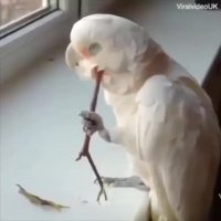 وقتی حیوانات خارش می گیرن