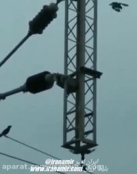 این مار رفته روی کابلای فشار برق قوی برای شکار کلاغ
