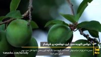 خواص گوجه سبز برای مبارزه با پیری