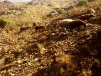حضور گله ی گوسفند در کوه دربند تهران