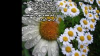 خواص بابونه - گیاهی معجزه گر