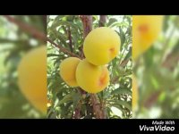 نهالستان تک فیدان 09144811631