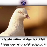 Kazemdogtrainer مربی و رفتارشناس سگ ـ رفع ناهنجاری سگها