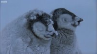 مستند - جوجه های پنگوئن مبارزه برای زنده ماندن