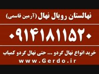 خرید نهال گردو خوشه ای فرانسوی 09141811520
