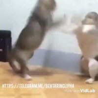 اينو ببينيد از خنده روده بر ميشين