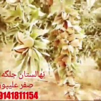 خرید نهال | جلگه سبز