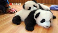کلیپ بامزه از بچه پانداها - بخش 3