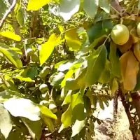 فروش نهال گردو خوشه ای پاکوتاه- نهالستان پارس 09159157465