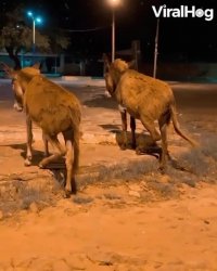 کلیپ های خنده دار کوتاه : خرهای هماهنگ