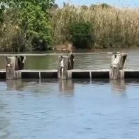 پرش خارق العاده گربه دم کوتاه