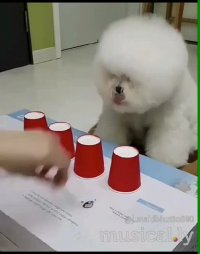 سگ خوشگل و باهوش