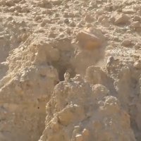 فرار بزکوهی از گرگ