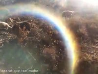 حضور گله ی گوسفند در کوه دربند تهران