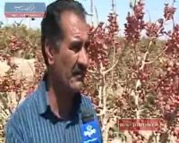 برداشت پسته در استان کویری