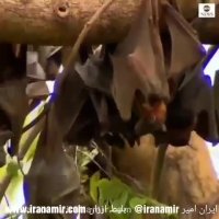 هجوم خفاش ها به شهر اینگهام در شمال استرالیا/