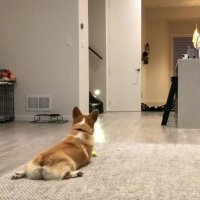 چالش سگ های بامزه - 2