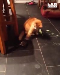 عصبانیت لاک پشت از گربه !