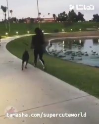 کلیپ خنده دار حیوانات بازیگوش