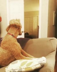 واکنش خنده دار سگ به شعبده بازی!