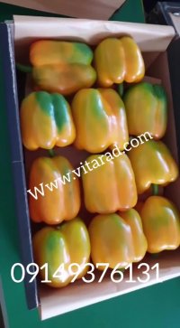 خرید فلفل دلمه ای اصفهان برای صادرات