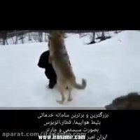 این خانم چهار قلاده گرگ را از مرگ حتمی نجات داده و بزرگ کرده درطبیعت رهامیکند