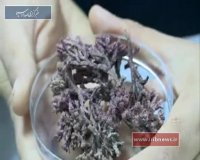 تولید نانو صفحات طلا از جلبک قرمز