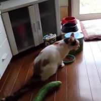 گیف خنده دار برای واتساپ : واکنش به قیمت خیار