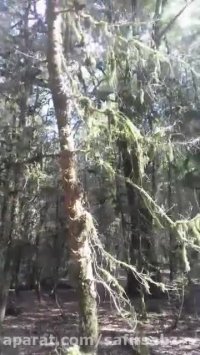 قطع درختان ممنوع القطع شمشاد