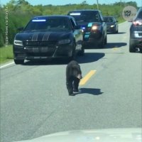 اسکورت یک توله خرس توسط پلیس