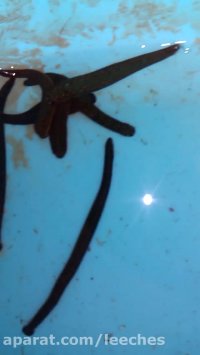 سازنده روغن زالو