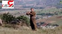 کشته شدن جعفر محمدی ذلکه ای نوازنده مشهور کردستان در جاده مریوان