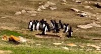 وایرال روز : مذاکره پنگوئن ها