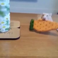 آخى عزیزم مهربون 👶🏻🐶