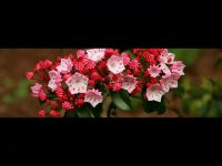 عسل صددرصد طبیعی