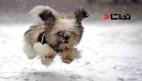 وقتی سگ ها برای اولین بار برف می بینن