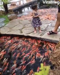 کلیپ زیبا غذا دادن به ماهی های قرمز