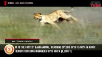 10 حیوان سریع دنیا را بشناسید
