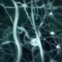 گانودرما و درمان بیش از 30 نوع بیماری