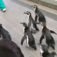 پنگوئن های بامزه و دوست داشتنی