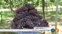 برداشت چندین گونه انگور شهرستان خرم آباد