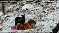 Goat Becomes Best Friends With Tiger Who Was Supposed to Eat It