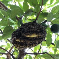 عسل وحشی اصلی