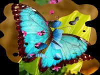 حیوانات رنگارنگ در حیات وحش