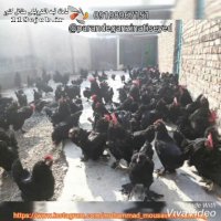 پرورش پرندگان زینتی سید موسوی در تبریز