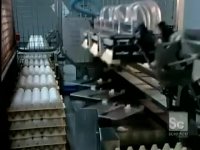 کارخانه پیشرفته تولید تخم مرغ