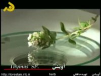 فواید گیاه آویشن