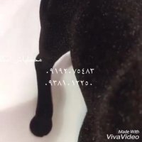 مخمل پاش امگا 02156646297