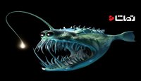 ماهیان در اعماق دریا به چه شکل هستند؟
